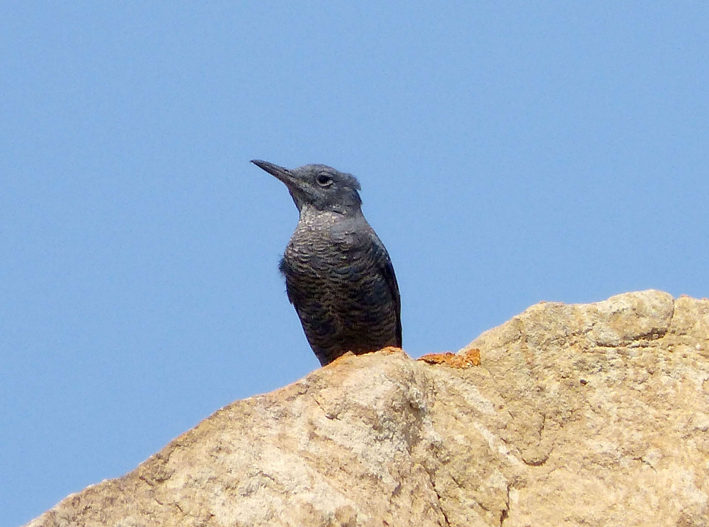 Plancia ëd Monticola solitarius (Linnaeus 1758)