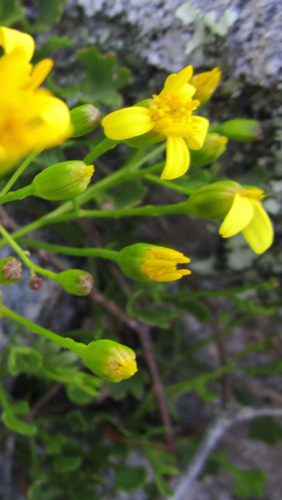 Image of wild cineraria