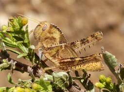 Image of egyptian grasshopper, tree locust