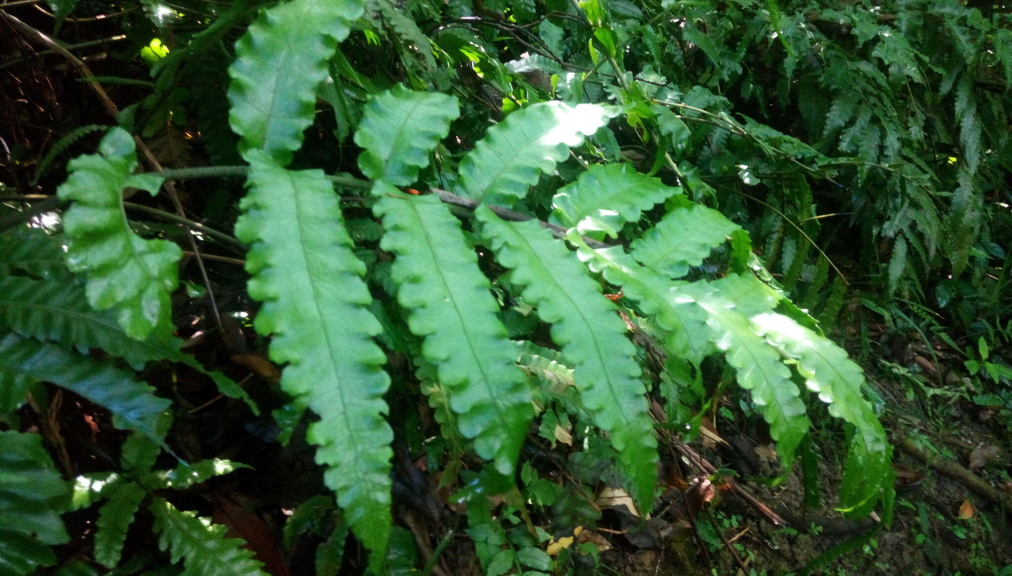 Image of Bolbitis subcordata (Copel.) Ching