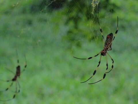 صورة Trichonephila clavipes (Linnaeus 1767)