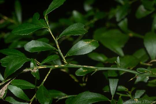 Image of Australian finger lime