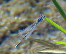 Image of Dainty Bluet