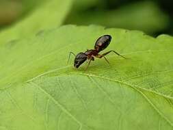 Image of Camponotus albosparsus Bingham 1903