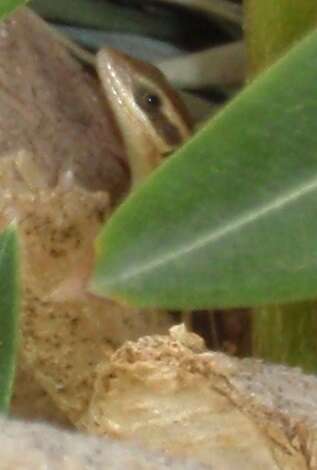 Image of African Five-lined Skink