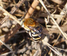 Image of Amegilla quadrifasciata (de Villers 1789)