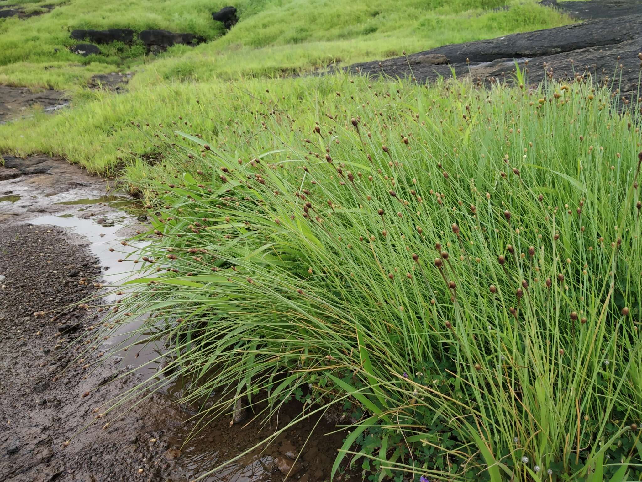 Image of Fimbristylis tetragona R. Br.