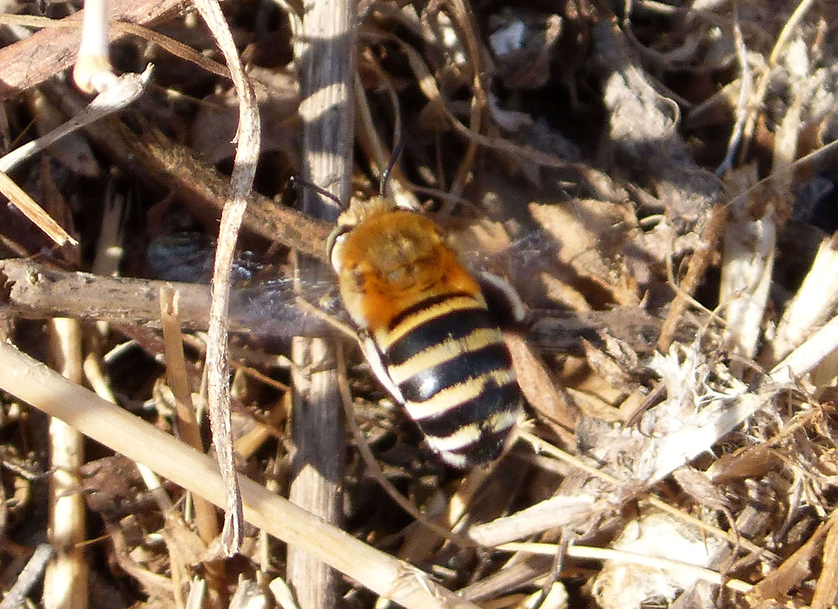 Image of Amegilla quadrifasciata (de Villers 1789)