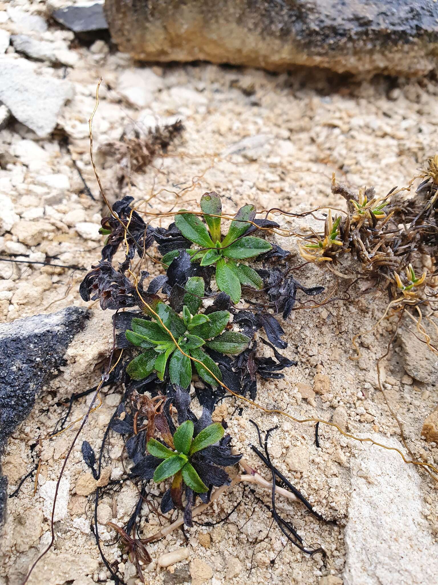 Image of Myosotis colensoi (Kirk) Macbr.