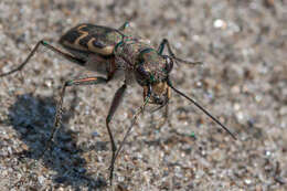 Image of Bronzed Tiger Beetle