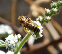 Image of Halictus Latreille 1804