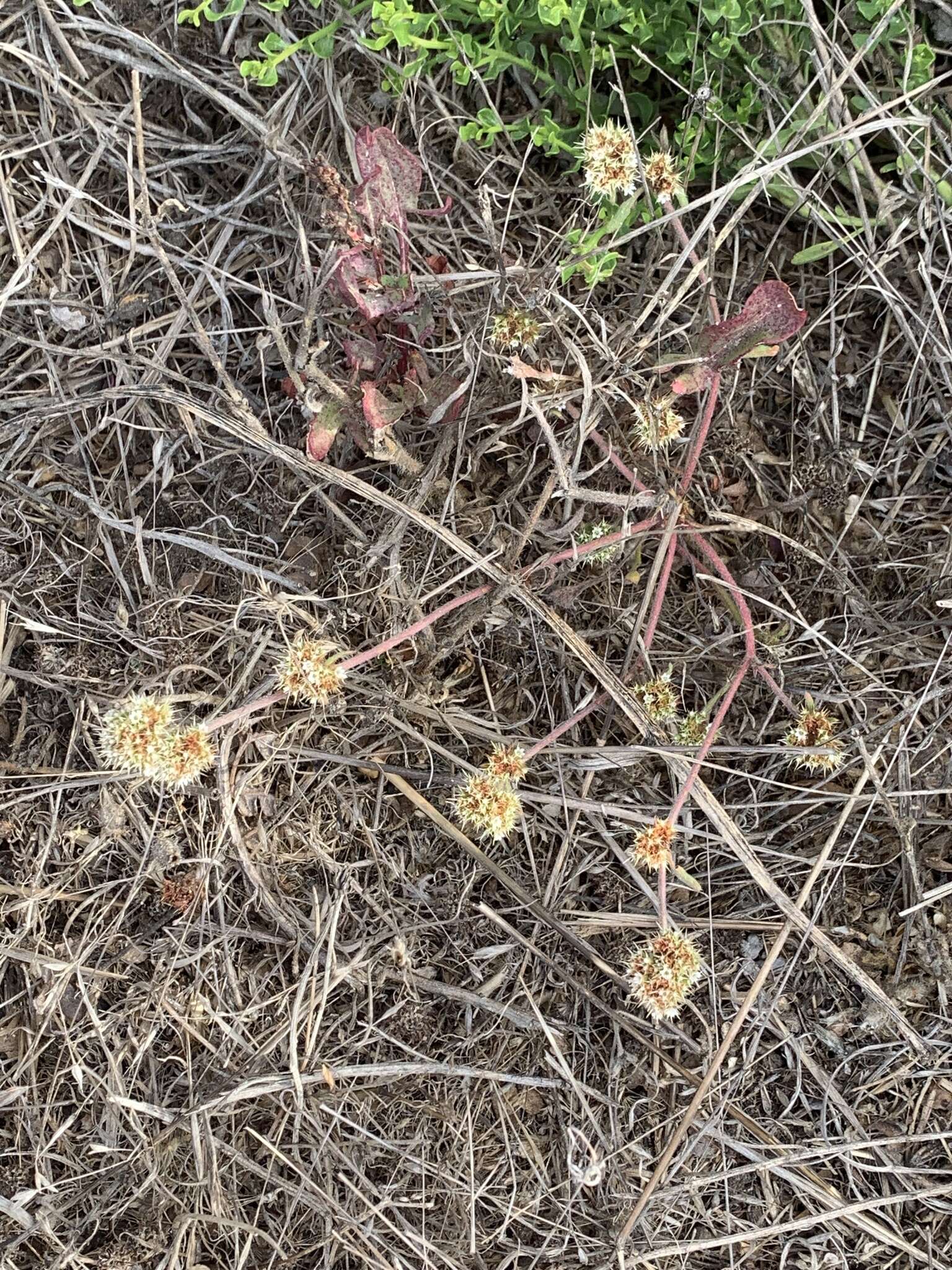 Image of San Francisco spineflower