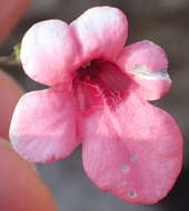 Image of Diascia integerrima E. Mey. ex Benth.