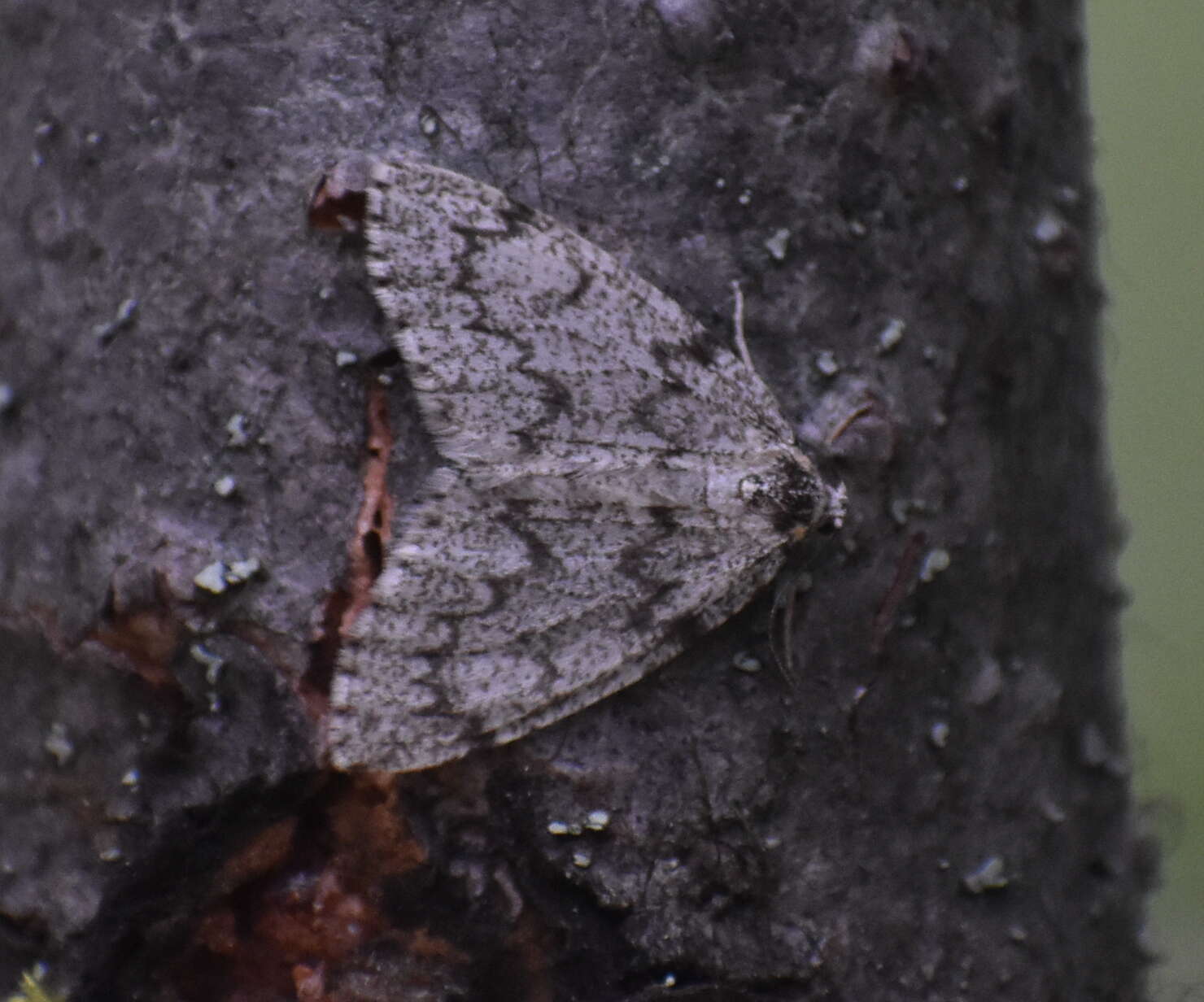 Image of Western False Hemlock Looper