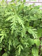 Image of sweet sagewort