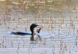 Image of Pygmy Cormorant