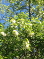 Image of black locust