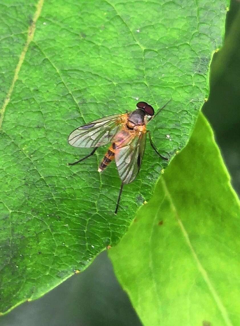 Image of Small Fleck-winged Snipe Fly