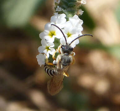 Image of Halictus Latreille 1804