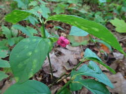 Imagem de Euonymus obovatus Nutt.