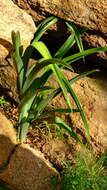 Image of Albuca comosa (Welw. ex Baker) J. C. Manning & Goldblatt