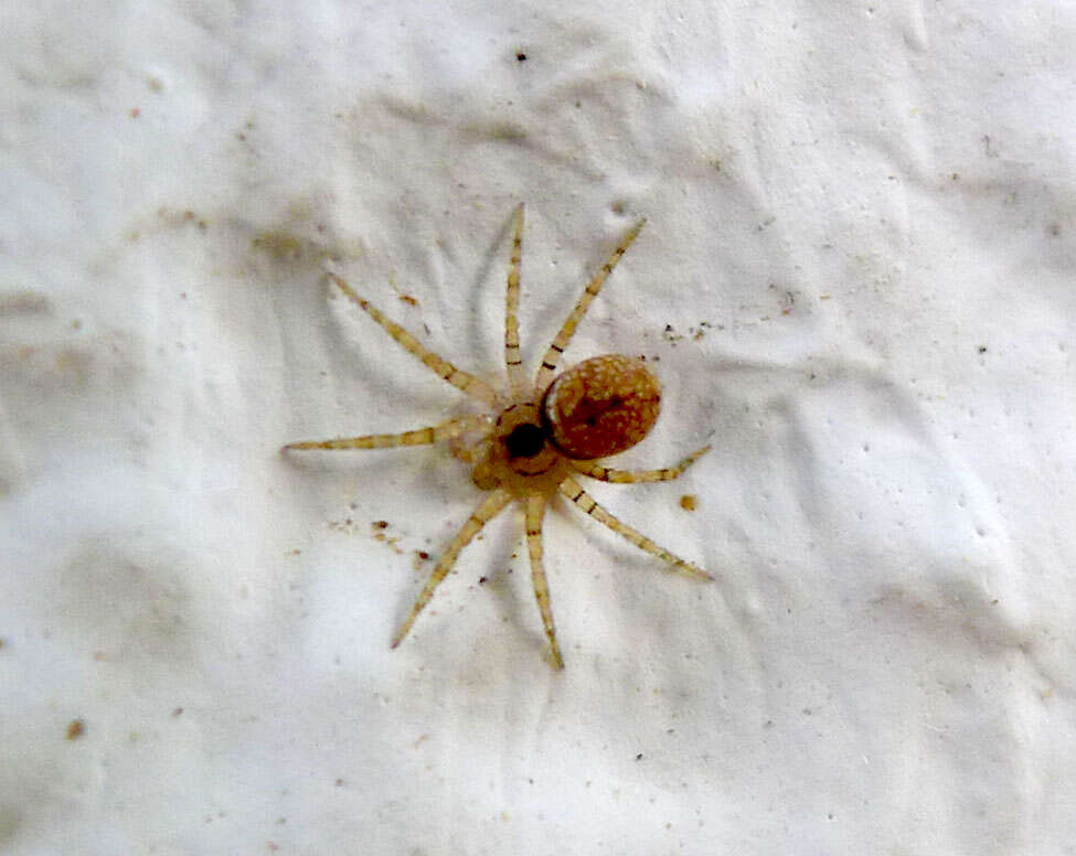 Image of Wall spiders