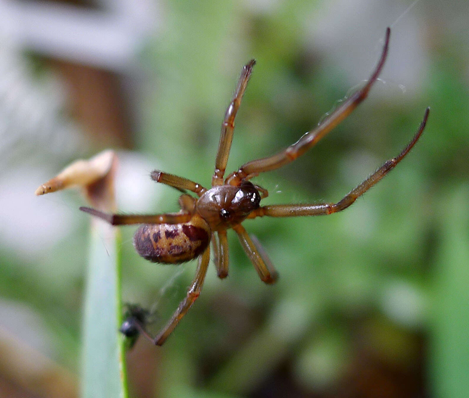 صورة Steatoda nobilis (Thorell 1875)