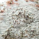 Image of lecanora lichenoconium lichen
