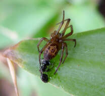 صورة Steatoda nobilis (Thorell 1875)