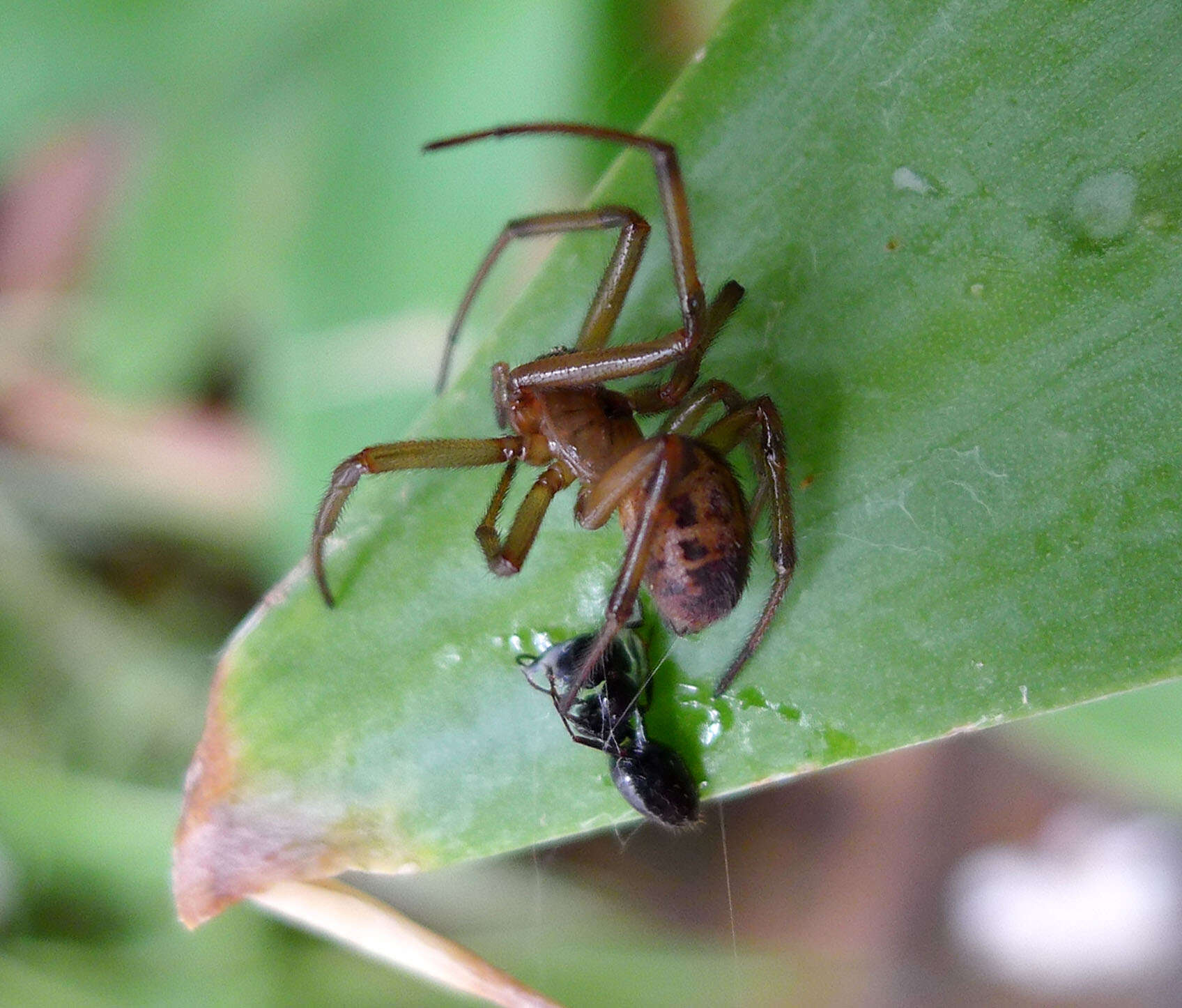 صورة Steatoda nobilis (Thorell 1875)