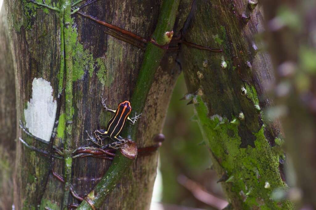 Image of Ranitomeya uakarii (Brown, Schulte & Summers 2006)