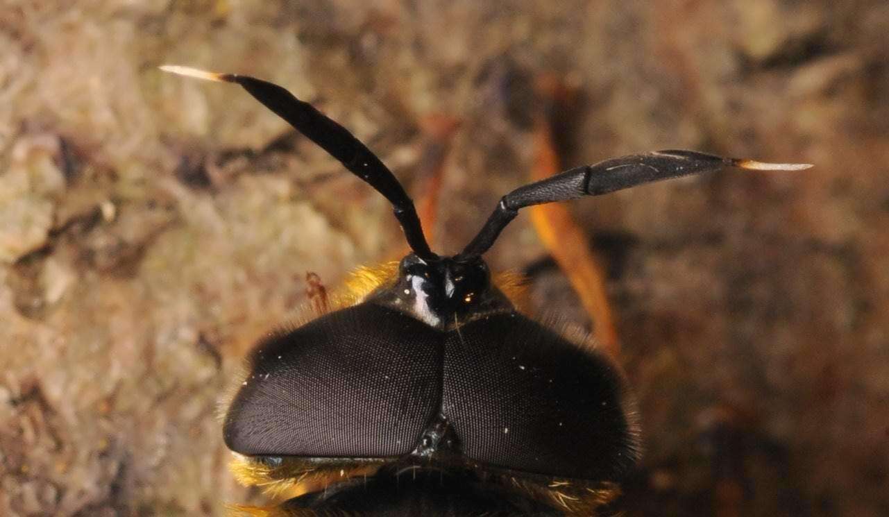 Image of Callicera aenea (Fabricius 1777)