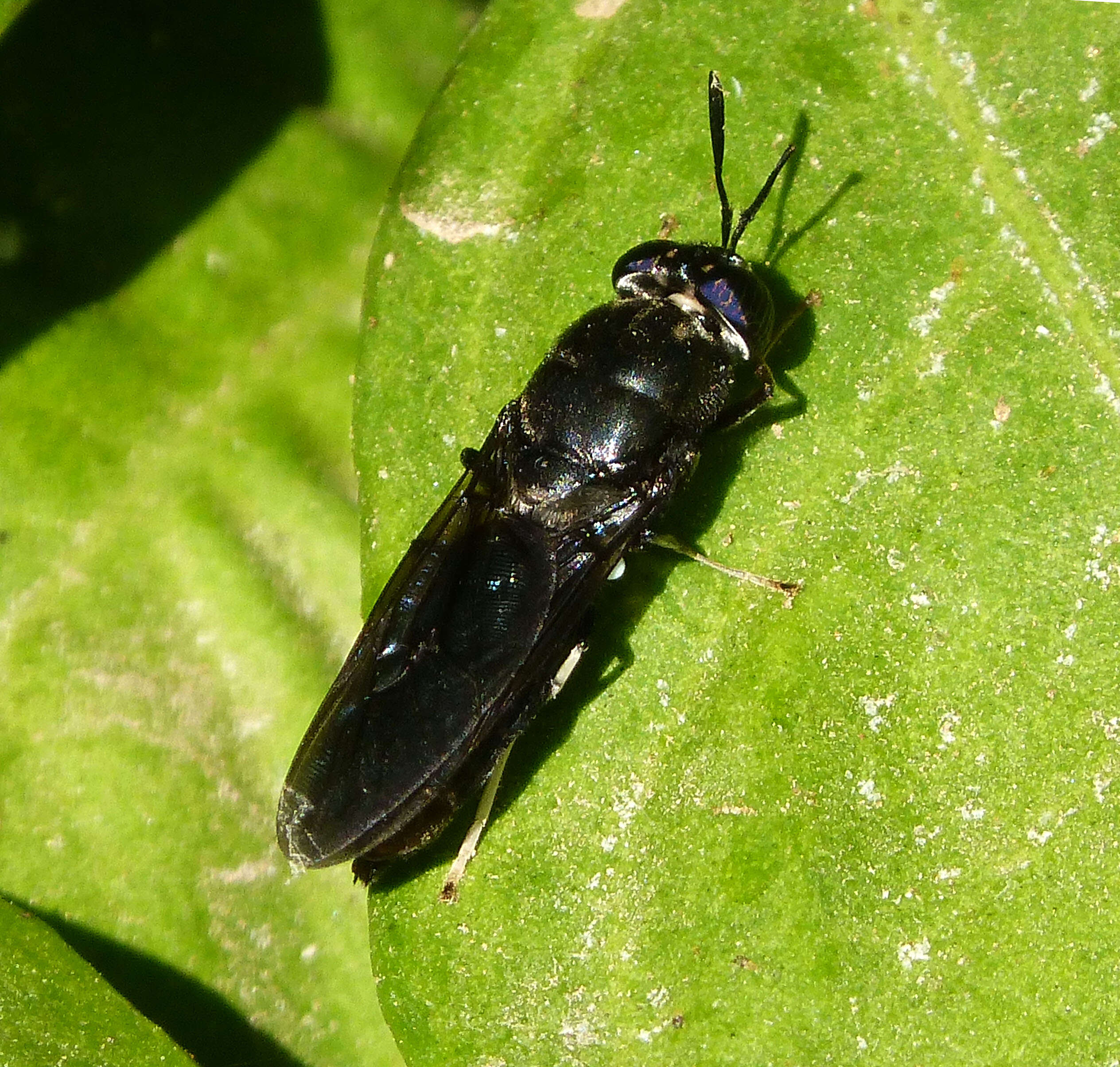 Image of Stratiomyoidea