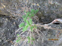 Image of Pelargonium hirtum (Burm. fil.) Jacq.