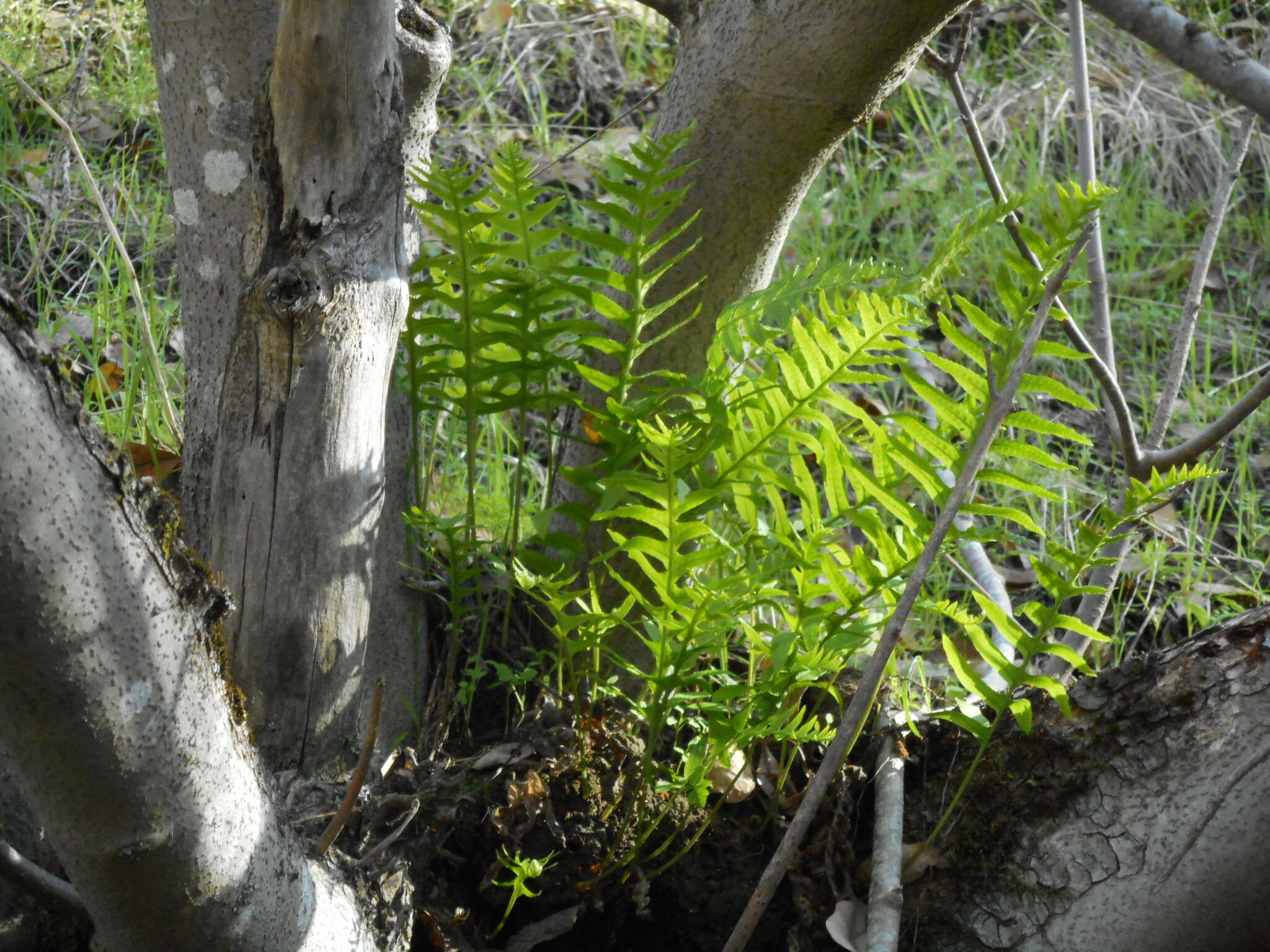 Polypodium calirhiza S. A. Whitmore & A. R. Smith的圖片