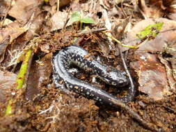 Imagem de Plethodon variolatus (Gilliams 1818)