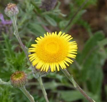 Image of common fleabane