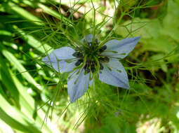 Image of devil in the bush