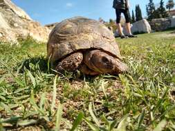 Image of Marginated Tortoise