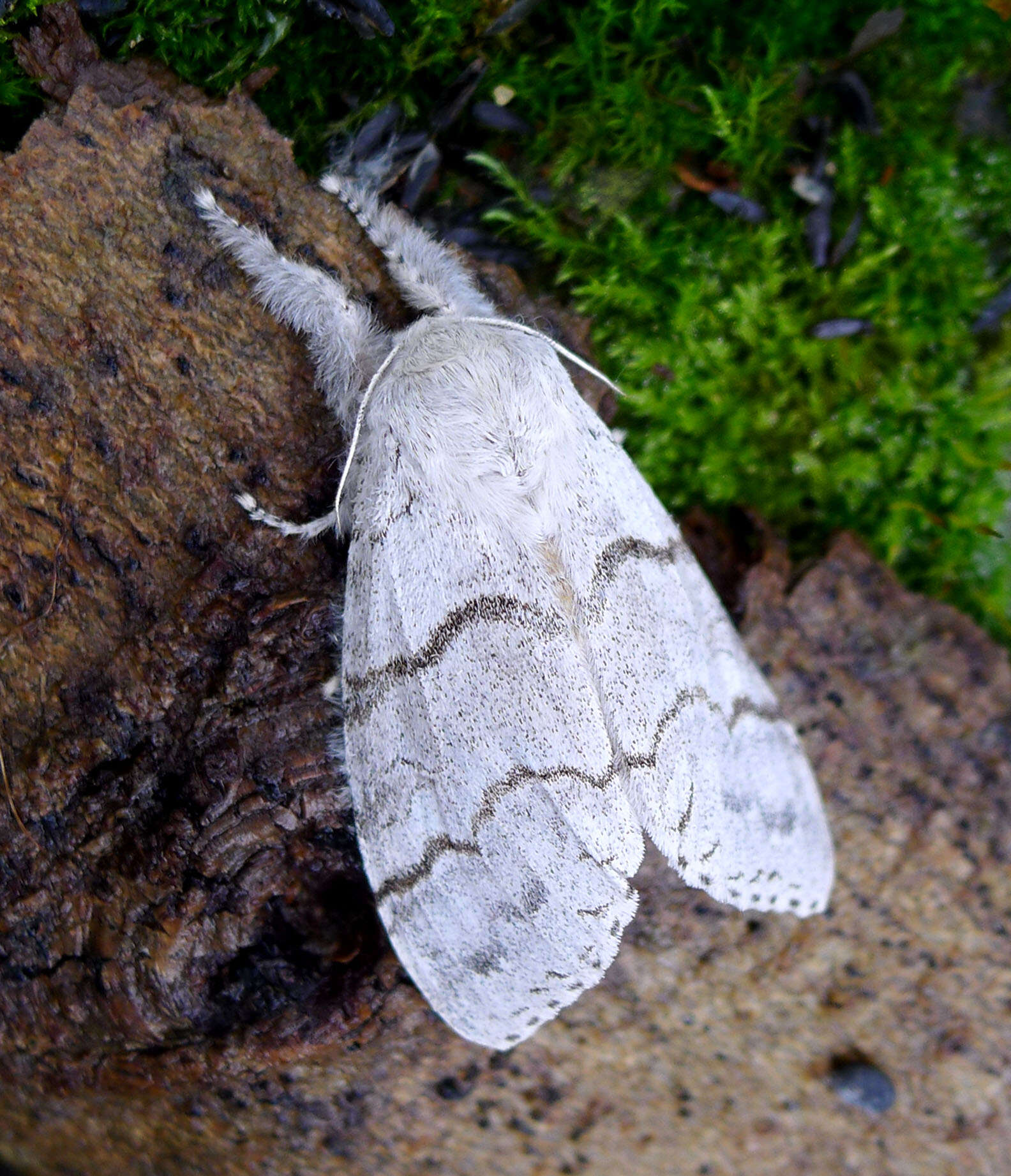 Слика од Calliteara pudibunda Linnaeus 1758