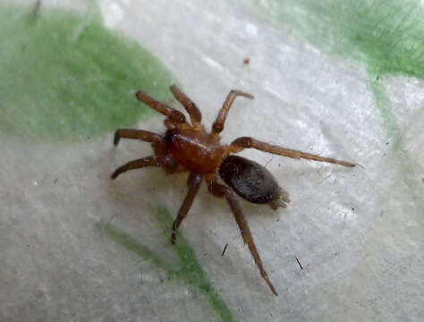 Image of ground spiders