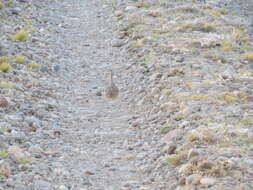 Image of Patagonian Tinamou