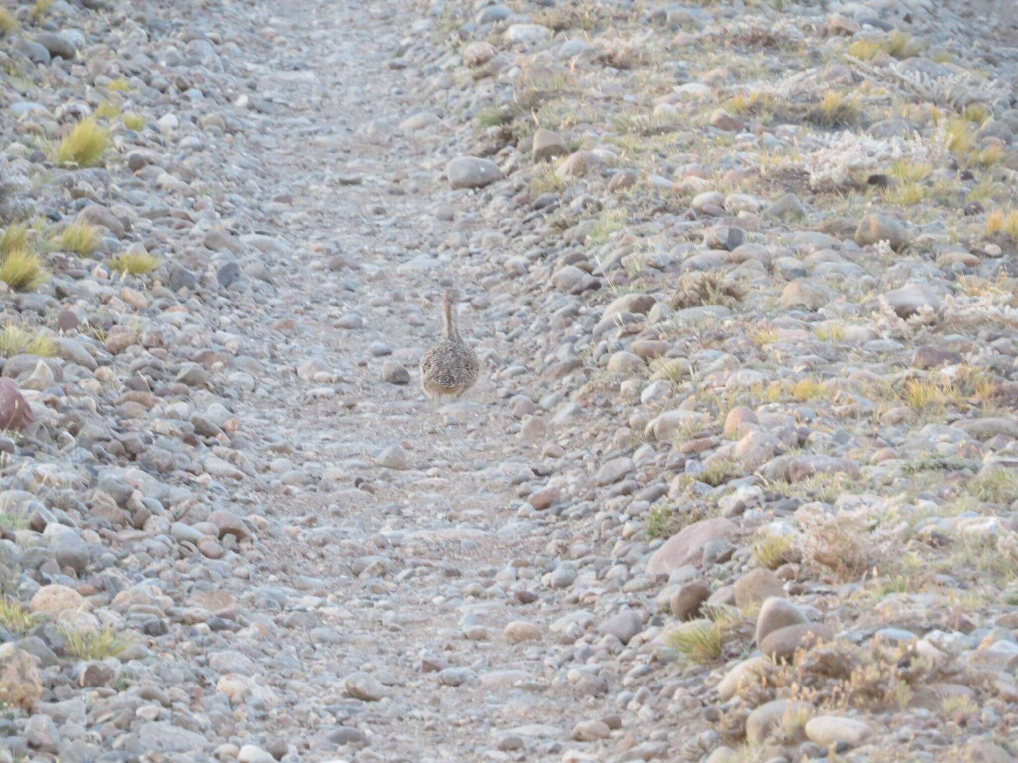 Image of Patagonian Tinamou