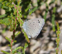 Imagem de Glaucopsyche melanops (Boisduval 1829)