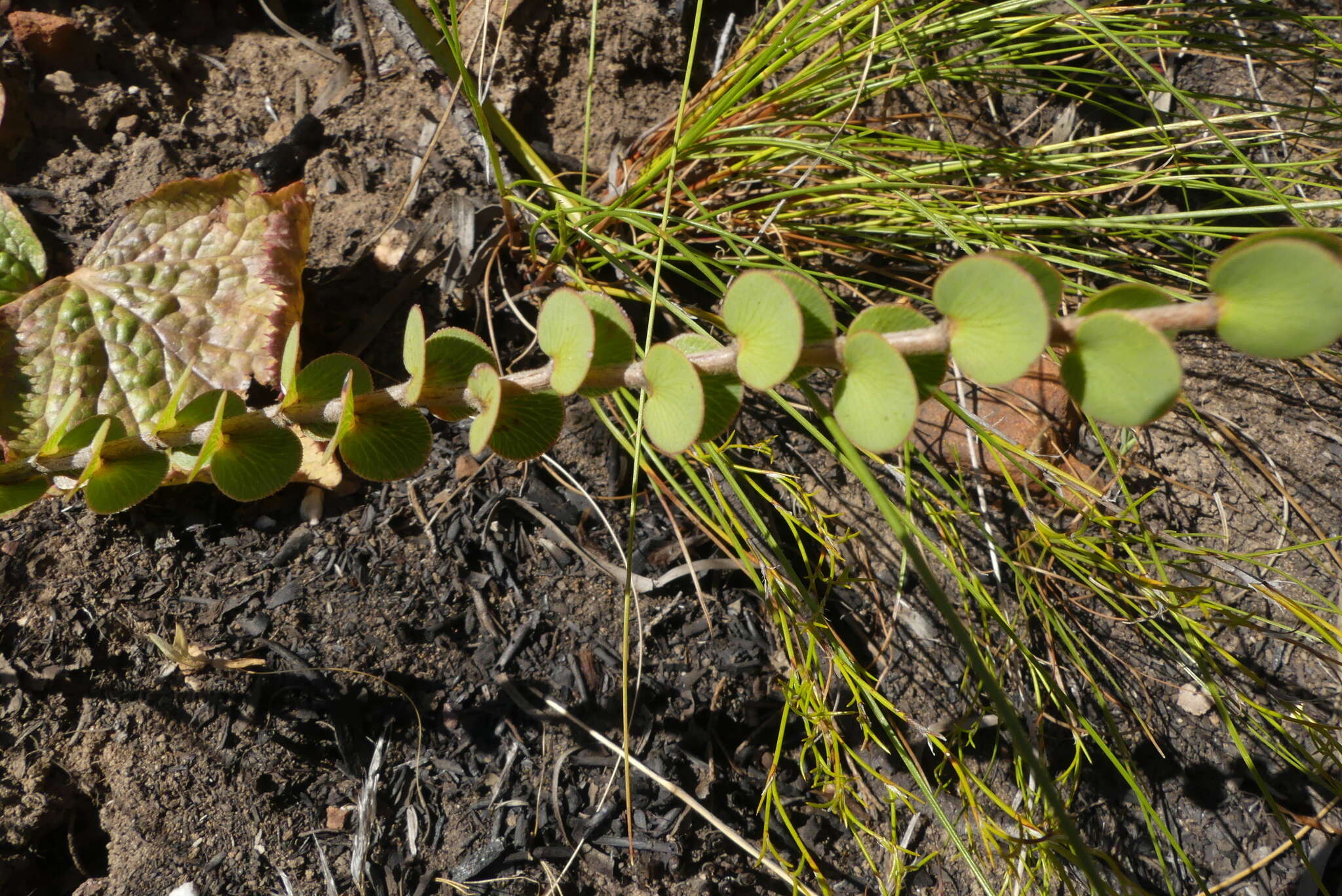 Image of Cliffortia pulchella L. fil.