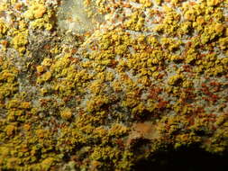 Image of Caloplaca arcis (Poelt & Vezda) Arup