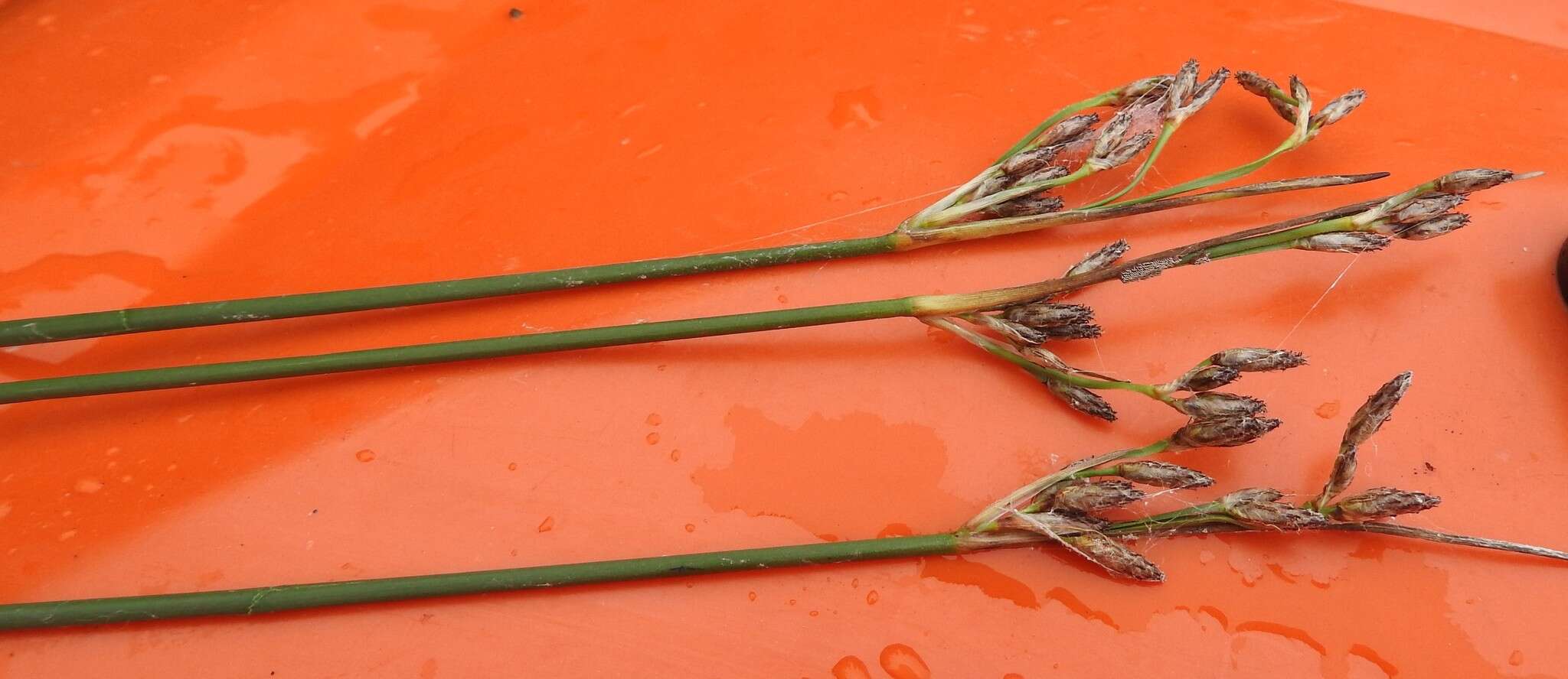 Image of slender bulrush