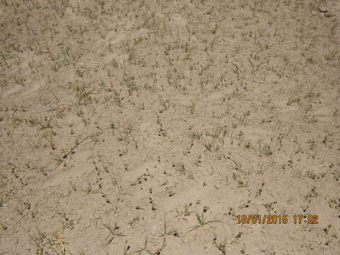 Image of curved sedge