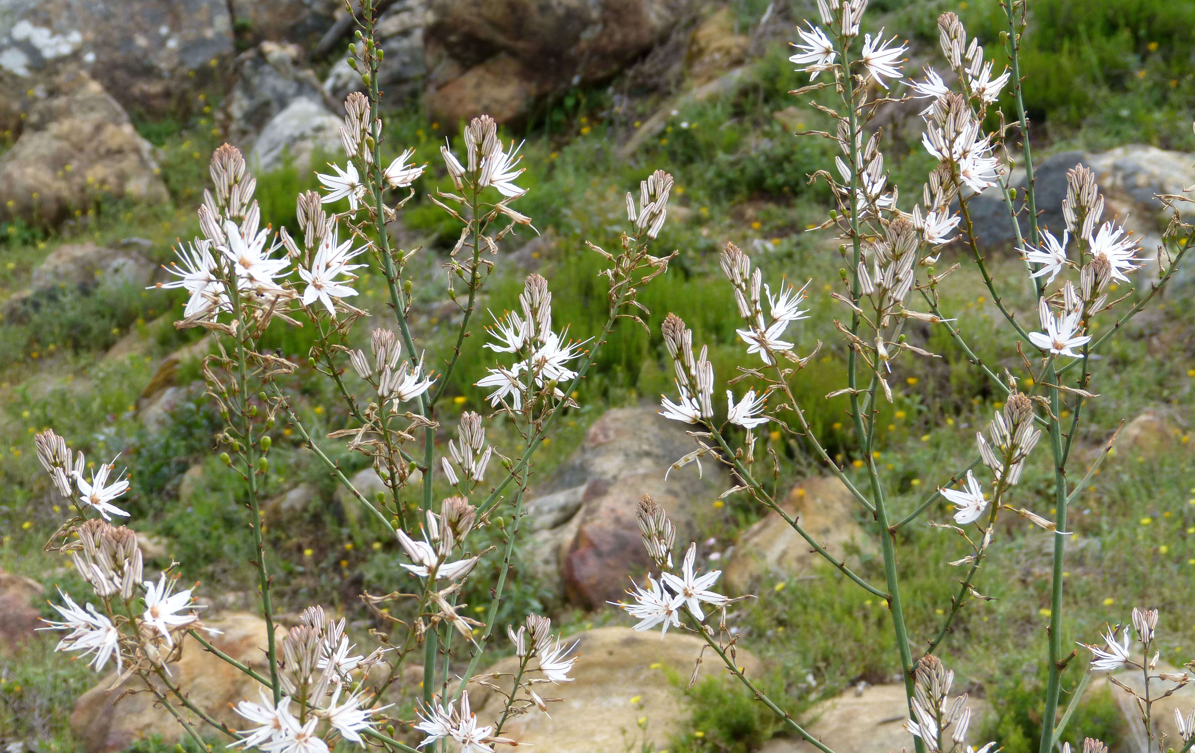 Image of Asphodelus aestivus Brot.