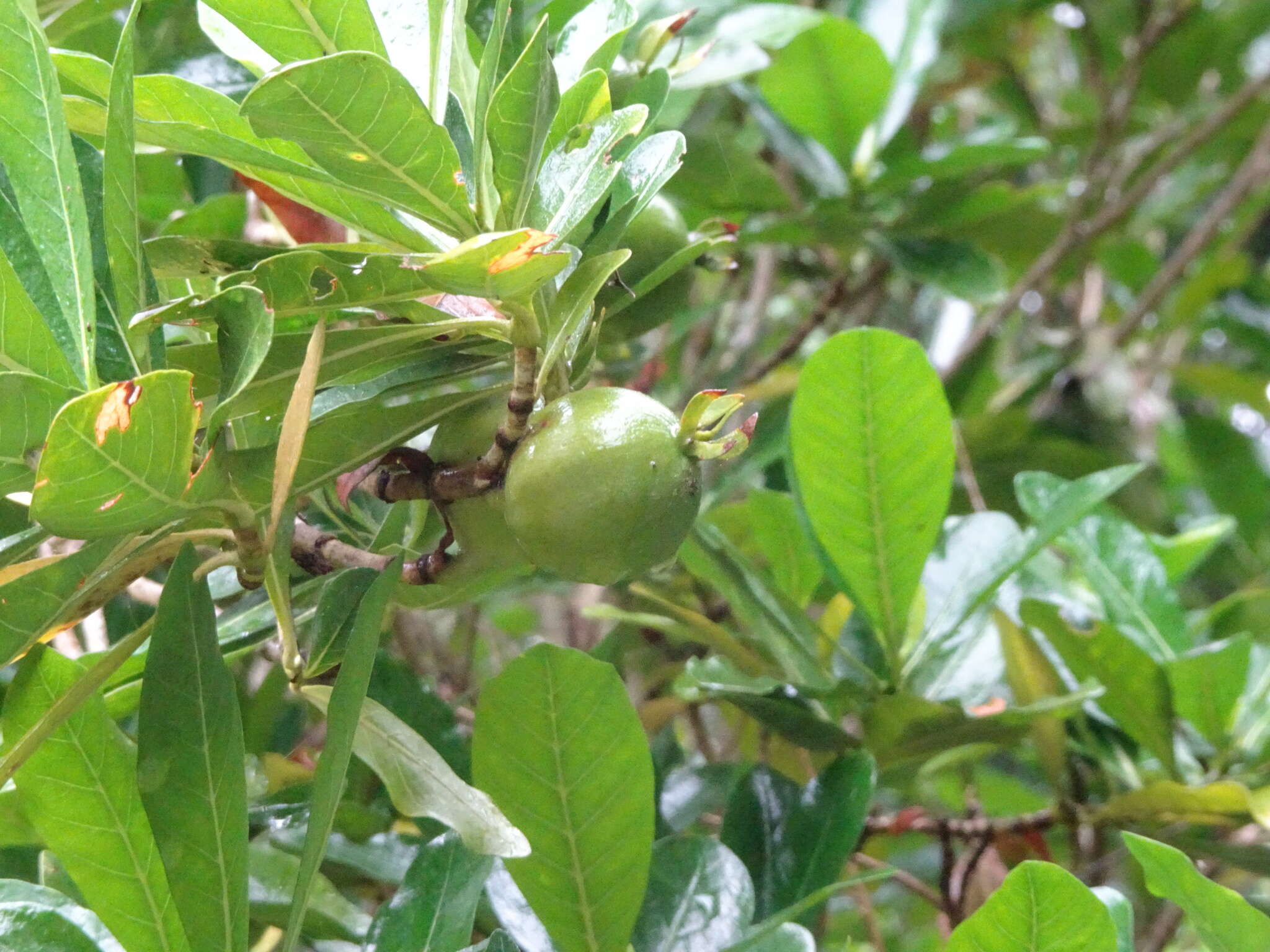 Image of Gardenia urvillei Montrouz.